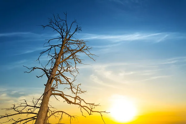 Pino Seco Sobre Dramático Fondo Atardecer — Foto de Stock