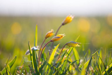 Bir çayırdaki sarı vahşi lale yığını.