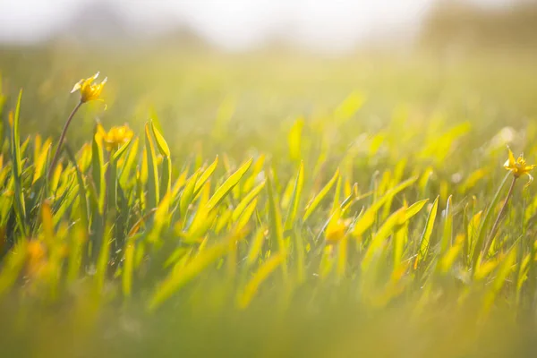 Detailní Hromada Žlutého Divokého Tulipánu Prérii — Stock fotografie