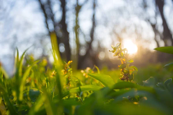 Zbliżenie Piękny Las Polana Kwiatami Zachodzie Słońca — Zdjęcie stockowe