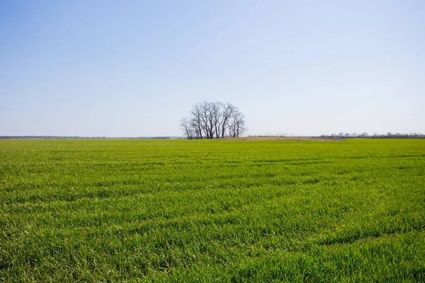 Beau Champ Rural Verdoyant Avec Seul Arbre Beau Jour Printemps — Photo