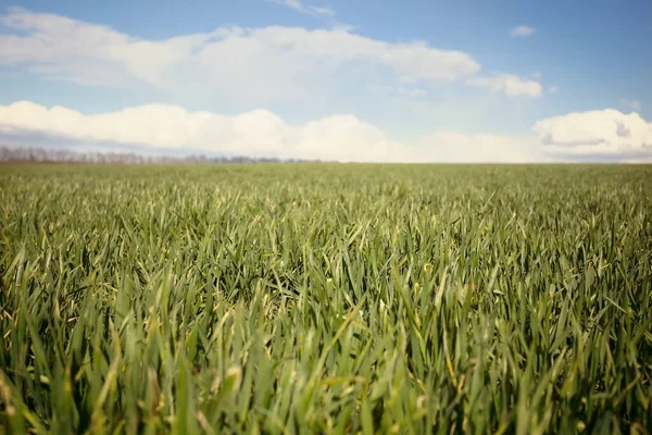 Mooi Groen Landelijk Veld Onder Een Dichte Wolken Lente Agrarische — Stockfoto