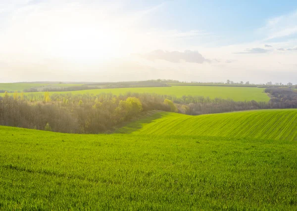 夕日の丘の上の緑豊かな田園地帯農業の背景 — ストック写真