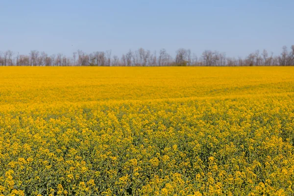 Breite Gelbe Frühlingsraps Feld Landwirtschaftliche Szene — Stockfoto