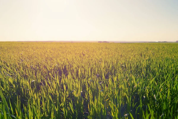 Campo Verde Rurale Tramonto Sfondo Agricolo — Foto Stock