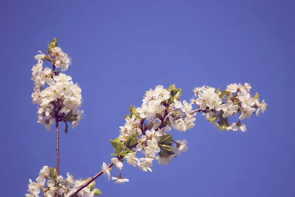Closeup Cabang Pohon Ceri Bunga Pada Latar Langit Biru — Stok Foto