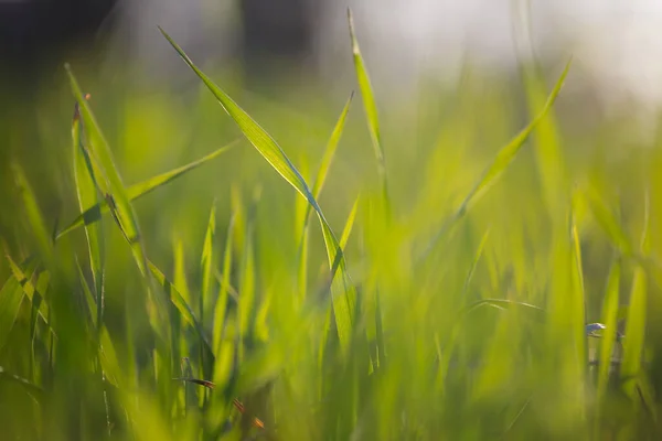 Primer Plano Hierba Verde Claro Bosque Por Noche Fondo Natural — Foto de Stock