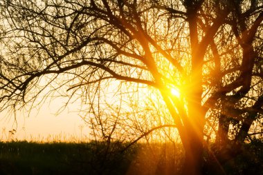 Akşam güneşinin ışığında ağaç silueti, açık hava günbatımı arka planı
