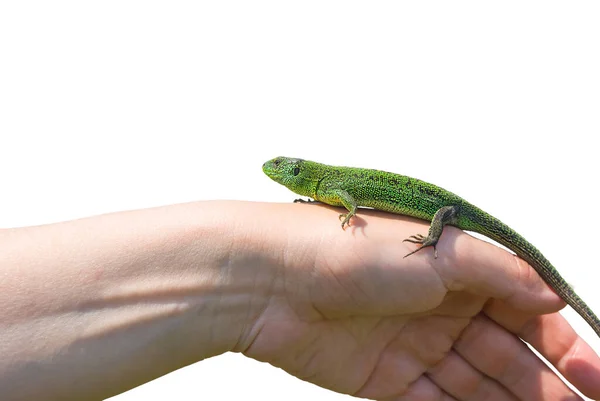特写绿色蜥蜴坐在一只被白色背景 自然景观隔离的人类手上 — 图库照片