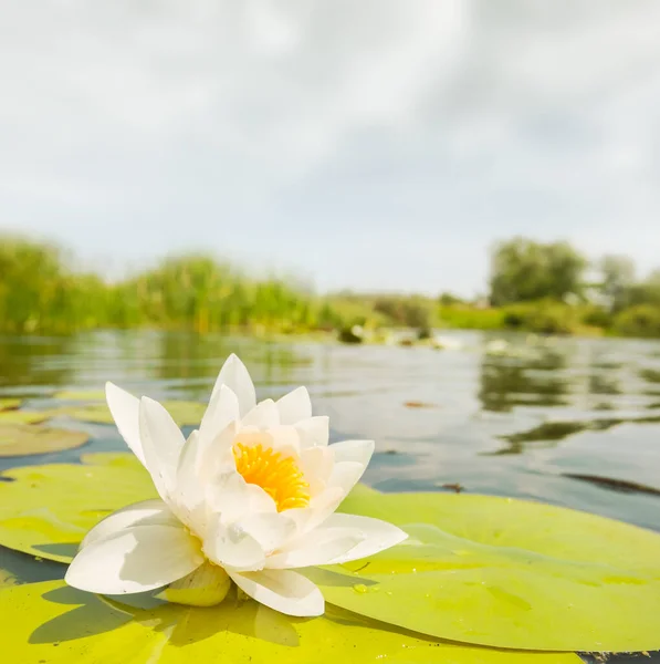 Closeup White Water Lily Lake Summer Day — Stock Photo, Image