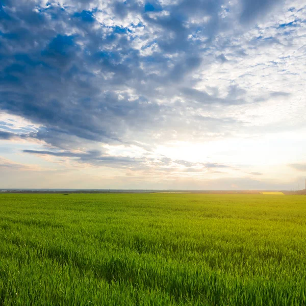 Green Fresh Wheat Rural Field Landscape Countryside Agricultural Scene — Stock Photo, Image