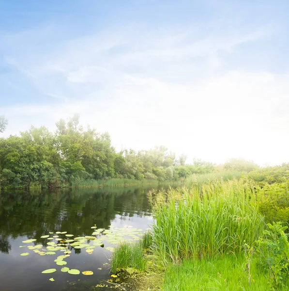 Rivière Calme Avec Forêt Sur Une Côte Campagne Estivale Scène — Photo