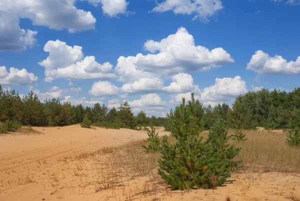 Green Pine Forest Sand Cloudy Sky — Stock Photo, Image