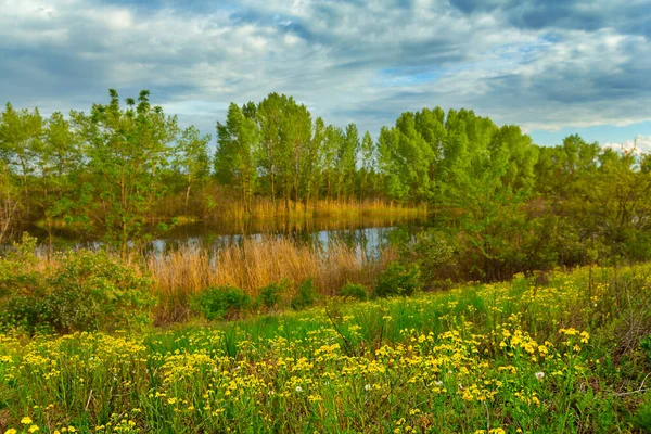 Tranquilo Río Verano Con Claro Bosque Una Costa Escena Campo —  Fotos de Stock