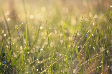 Sabah güneşinin ışığında suyla kaplanmış çimenler.