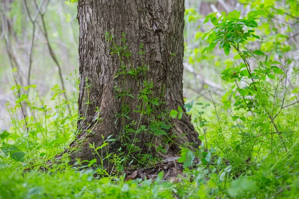 Albero Primo Piano Crescita Botte Una Radura Foresta Verde — Foto Stock