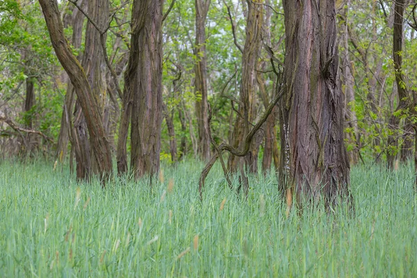 Close Groen Bos Glade Een Groen Gras Outdoor Scene — Stockfoto