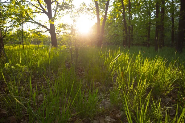 夜の太陽の光で緑の夏の森のグレード屋外の日没シーン — ストック写真