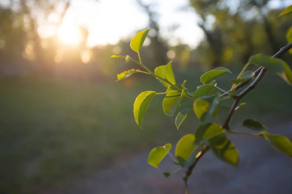 Närbild Grönt Träd Gren Ett Ljus Solnedgång Kväll Utomhus Skog — Stockfoto