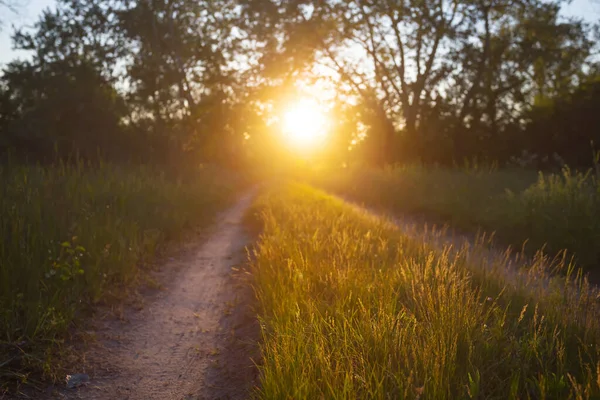 Closeup Ground Road Forest Sunset Outdoor Natural Background — Stock Photo, Image