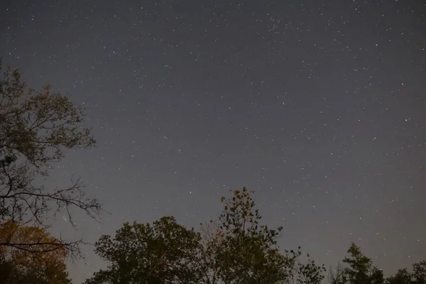 Notte Scena Foresta Silhouette Sotto Cielo Stellato — Foto Stock