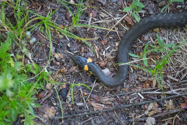 Closeup Snake Grass Outdoor Wildlife Scene — Stock Photo, Image