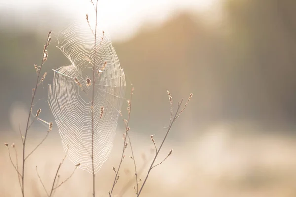 Closeup Spider Sit Web Early Morning Outdoor Prairie Scene — Stock Photo, Image