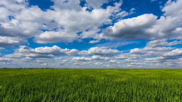 Campo Rurale Verde Sotto Cielo Blu Con Nuvole Cumulus — Foto Stock