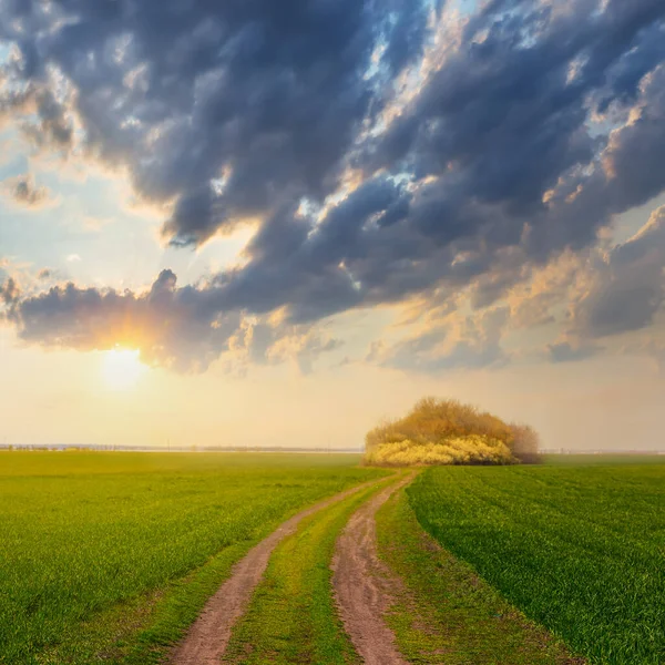 Landstraße Inmitten Eines Grünen Ländlichen Feldes Bei Sonnenuntergang Landschaft Freien — Stockfoto