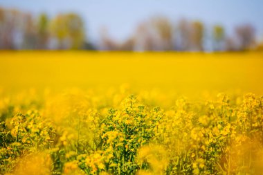 Aydınlık bir yaz gününde yakın çekim sarı tecavüz sahası