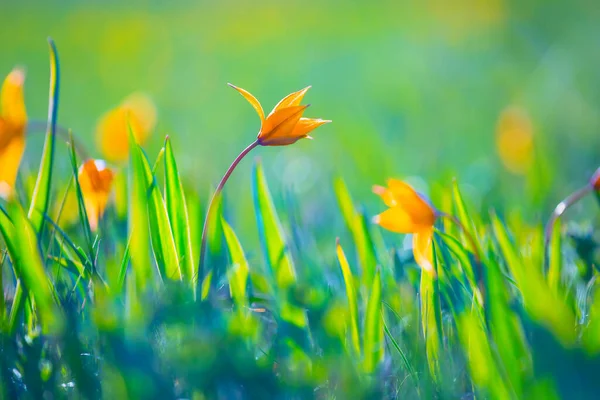 Closeup Yellow Wild Tulip Flowers Prairie Natural Background — Stock Photo, Image