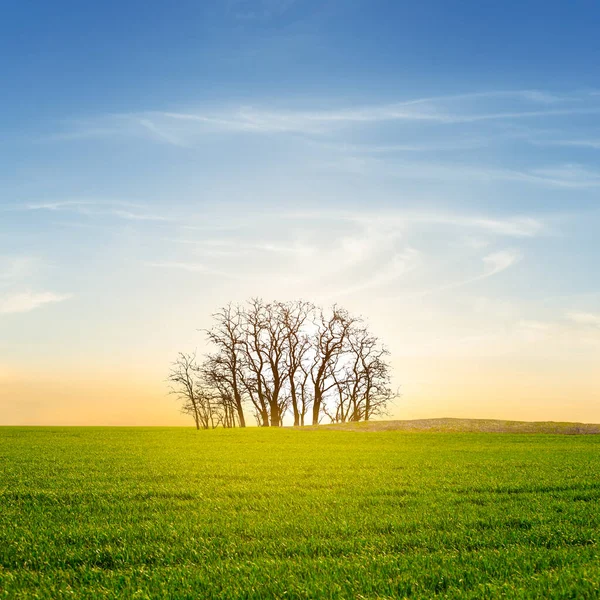 Hög Trädtillväxt Bland Gröna Fält Vid Solnedgången — Stockfoto