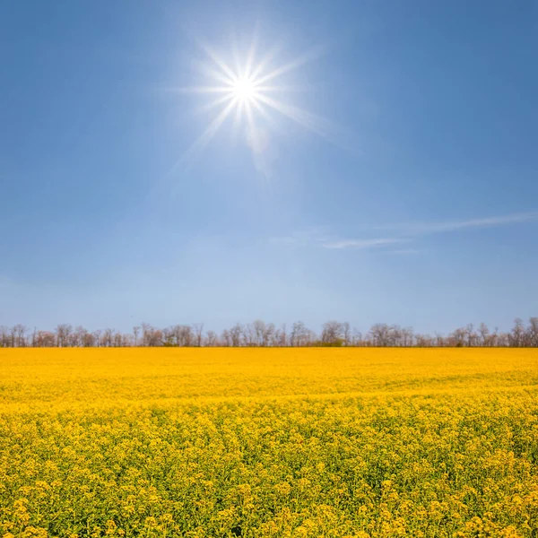 Landbouwgeel Verkrachtingsveld Onder Een Glinsterende Zon — Stockfoto