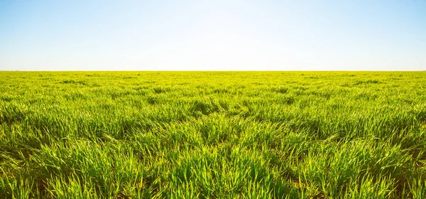 Campo Rurale Verdein Una Luce Sole Sera Scena Panoramica Campagna — Foto Stock