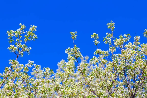 青い空を背景にリンゴの木の枝を閉じて — ストック写真