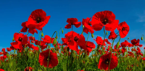 Primo Piano Fiori Papavero Rosso Cielo Blu Sfondo Fiori All — Foto Stock