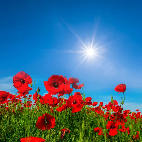 Fechar Flores Papoula Vermelhas Uma Luz Sol Verão Brilhante — Fotografia de Stock