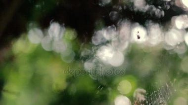 Örümcek yaz güneş ışıkları ile bokeh \ bulanık arka plan.
