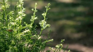 Genç ağaçlarda yaz gün batımı ışıkları bulanık arka plan ile çam.