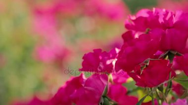 Gül bahçesinde bulunan bulanık arka plan