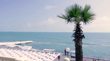 Palmiye ağacı ile deniz kıyısında ön.
