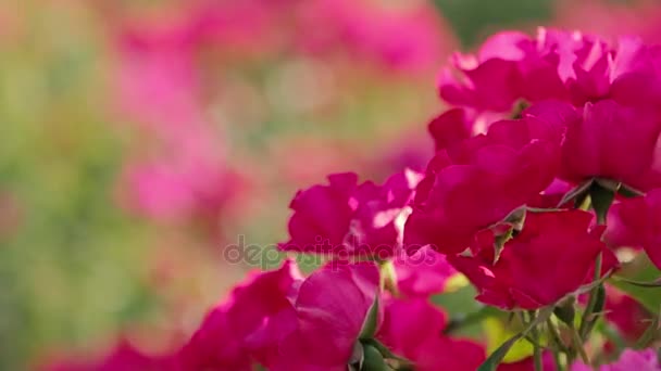 Roses in the garden with blurry background — Stock Video
