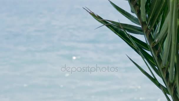 Zee golven met palm boomtak op voorgrond. — Stockvideo