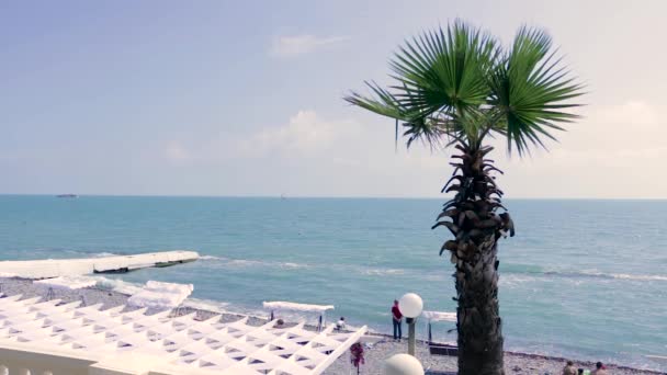 De kust van de zee met palmboom op de voorgrond. — Stockvideo