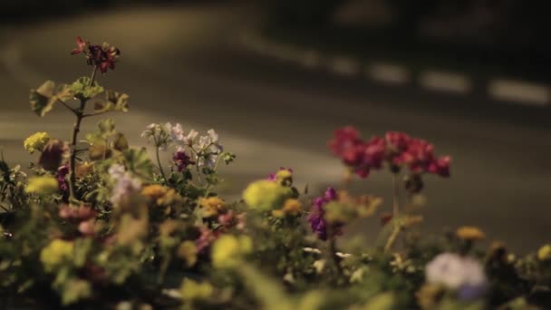 Flowers with blurry \ bokeh road in background at night. — Stock Video