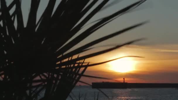 Ramo de palmeira na frente do pôr do sol . — Vídeo de Stock