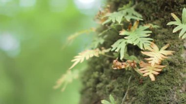 Üzerine yosun ile ağaç gövdesinde büyüyen fern yavaş Panoraması. Bulanık \ bokeh arka plan.