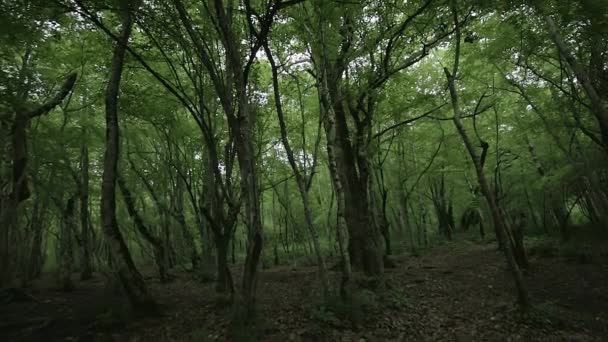 Slow tilt of dark forest with trees trunks with moss. Wide angle shot. — Stock Video