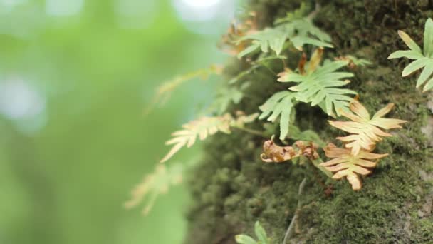 Lento panorama de helecho que crece en el tronco del árbol con musgo en él. Borrosas \ fondo bokeh. — Vídeos de Stock