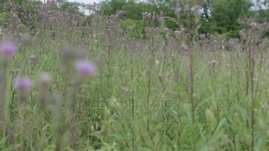 Thistle alan bulanık arka plan ile yavaş Panoraması.